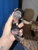 Traditional  blue collar , a male Yorkshire Terrier for sale in New Braunfels, TX – 1 of 2