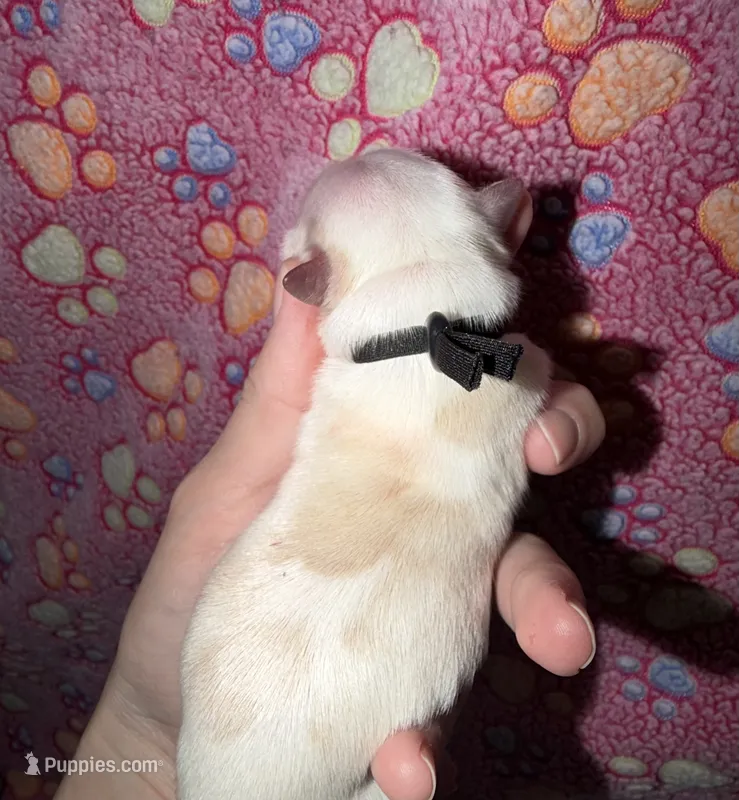 CKC male (black collar) – Yorkshire Terrier puppy for sale in New Braunfels, TX