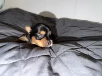 Traditional CHARTING 4.5 pounds , a male Yorkshire Terrier for sale in New Braunfels, TX – 4 of 5