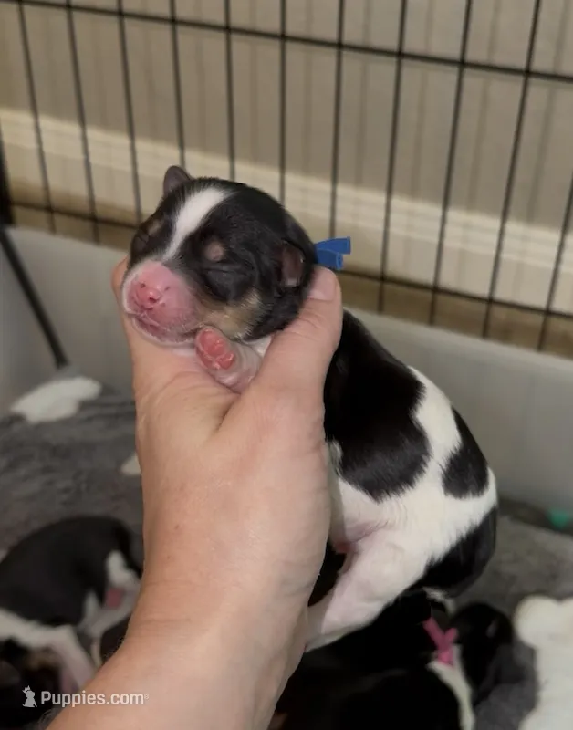 Blue collar  – Yorkshire Terrier puppy for sale in New Braunfels, TX