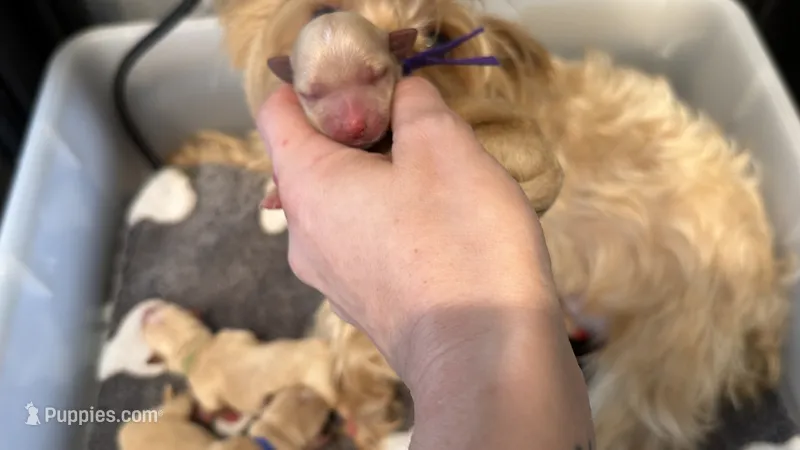 CKC PURPLE COLLAR  – Yorkshire Terrier puppy on hold in New Braunfels, TX