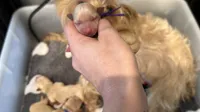 CKC PURPLE COLLAR , a female Yorkshire Terrier for sale in New Braunfels, TX – 1 of 1