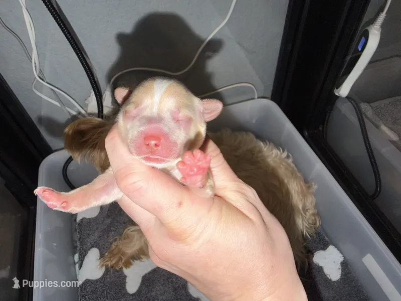 CKC Blonde Parti – Yorkshire Terrier puppy for sale in New Braunfels, TX