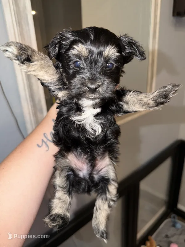 Blue collar  – Yorkshire Terrier puppy for sale in New Braunfels, TX