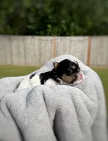 CKC REG TINY Blue collar Male Parti, a male Yorkshire Terrier for sale in New Braunfels, TX – 3 of 4