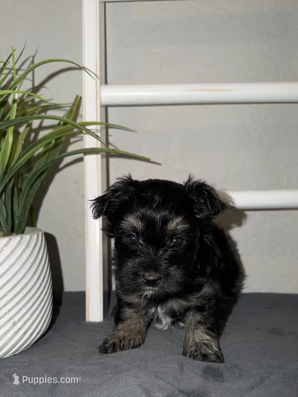 Blue collar  – Yorkshire Terrier puppy for sale in New Braunfels, TX