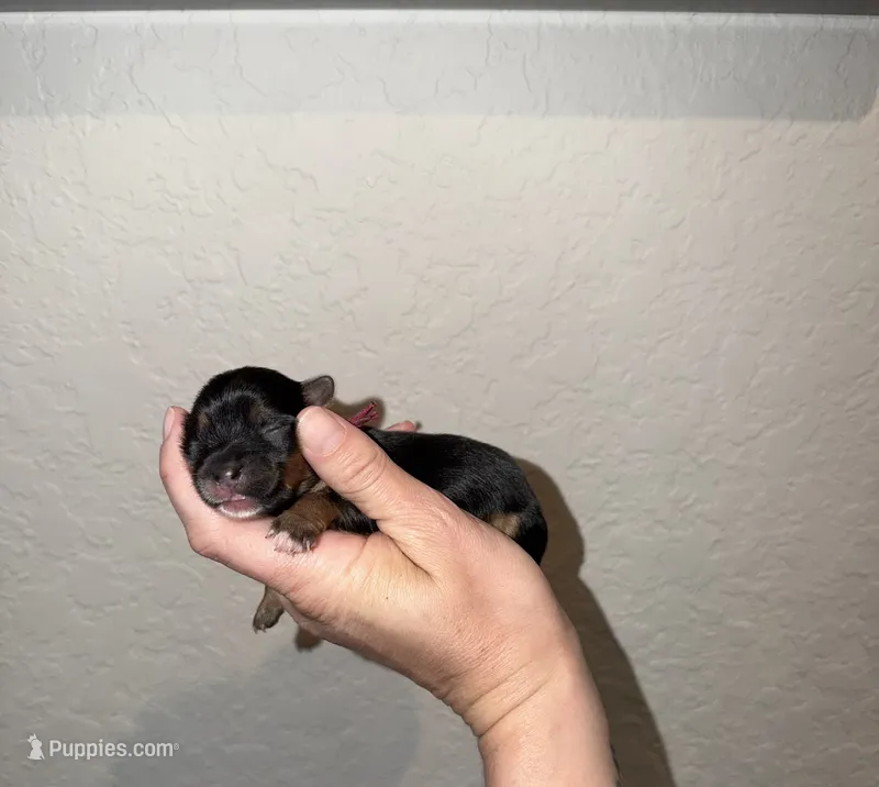 Traditional  pink collar  – Yorkshire Terrier puppy for sale in New Braunfels, TX