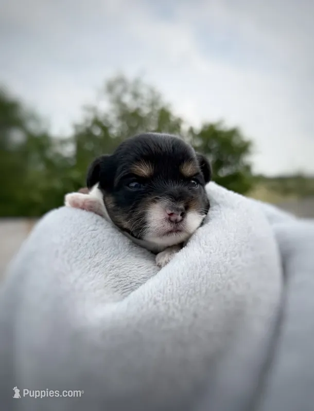 CKC REG Brown Collar Male  – Yorkshire Terrier puppy for sale in New Braunfels, TX