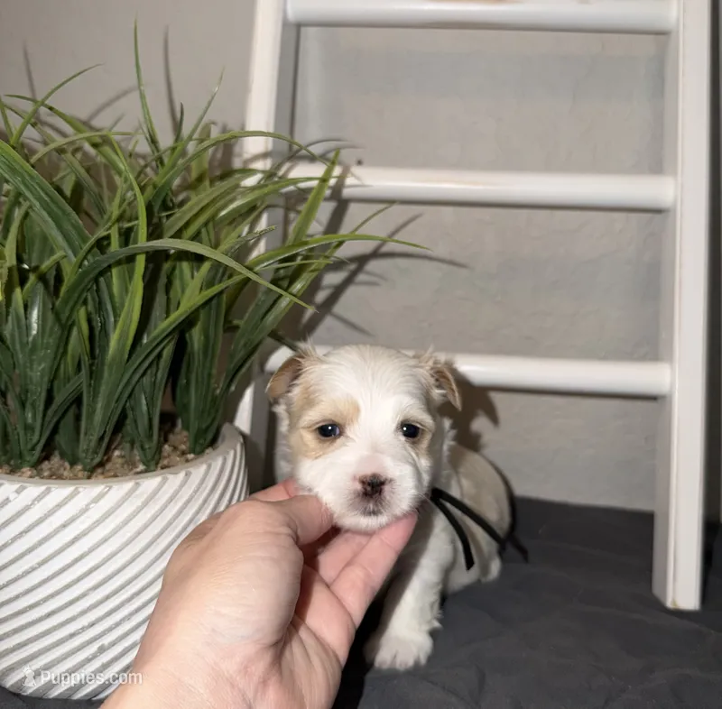 CKC extreme blonde Parti  (black collar) – Yorkshire Terrier puppy for sale in New Braunfels, TX
