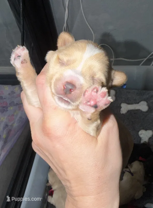 CKC Blonde Parti blue collar  – Yorkshire Terrier puppy for sale in New Braunfels, TX