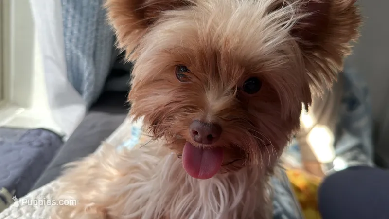 Max – Yorkshire Terrier puppy for sale in New Braunfels, TX