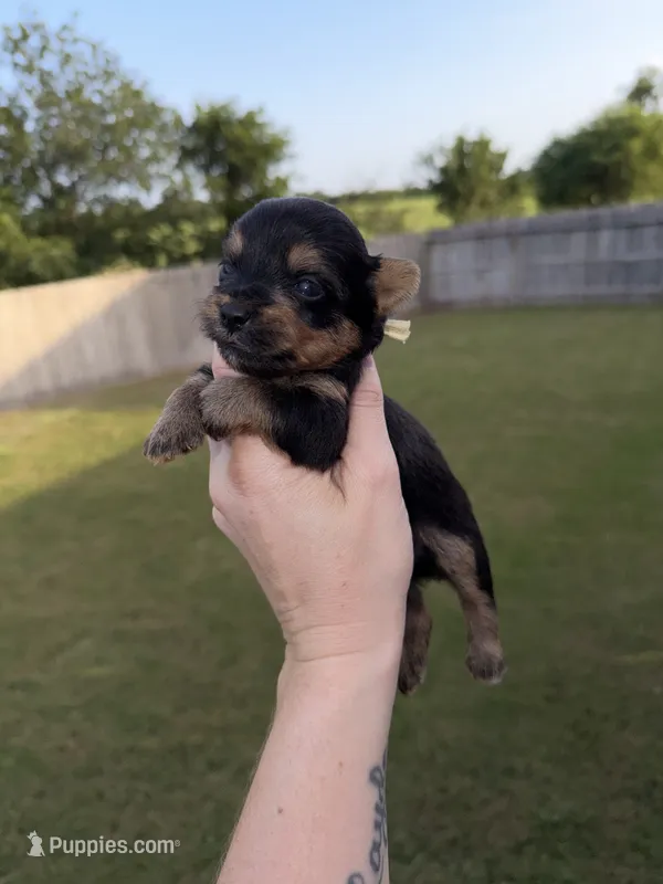 Charting 3.5-4p – Yorkshire Terrier puppy for sale in New Braunfels, TX