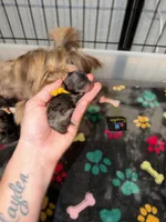 Blueberry Merle (yellow collar), a male Yorkshire Terrier for sale in New Braunfels, TX – 2 of 4