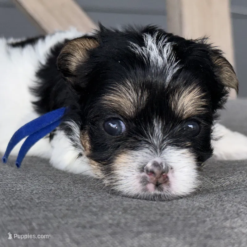 Tiny Ckc blue collar male  – Yorkshire Terrier puppy for sale in New Braunfels, TX