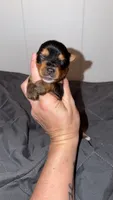 Traditional CHARTING 4.5 pounds , a male Yorkshire Terrier for sale in New Braunfels, TX – 2 of 5