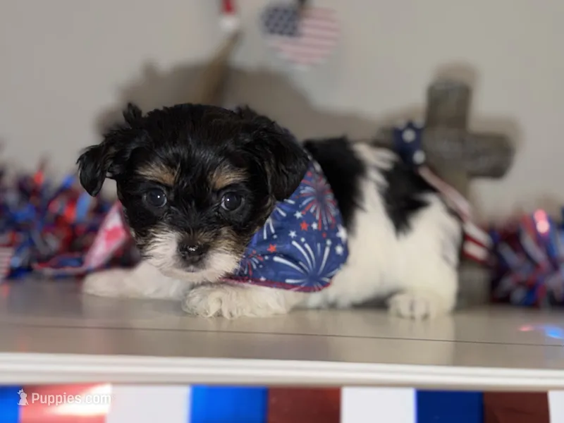 CKC REG Brown Collar Male  – Yorkshire Terrier puppy for sale in New Braunfels, TX