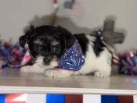 CKC REG Brown Collar Male , a male Yorkshire Terrier for sale in New Braunfels, TX – 1 of 4