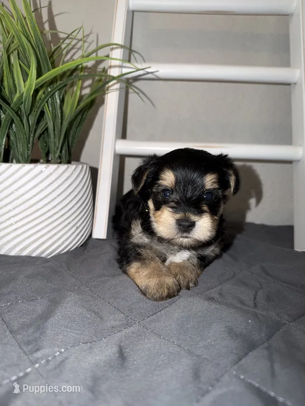 Yorkie boy  – Yorkshire Terrier puppy for sale in New Braunfels, TX