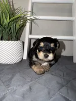 Yorkie boy , a male Yorkshire Terrier for sale in New Braunfels, TX – 1 of 3