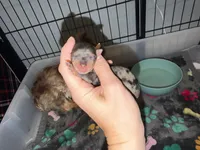 Blueberry Merle (pink collar), a female Yorkshire Terrier for sale in New Braunfels, TX – 2 of 4