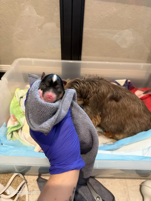 CKC REG Blue collar Male Parti – Yorkshire Terrier puppy for sale in New Braunfels, TX