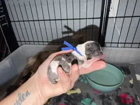 Chocoberry Merle (blue collar), a male Yorkshire Terrier for sale in New Braunfels, TX – 3 of 4
