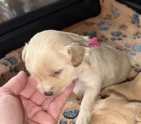 Blonde Parti , a female Yorkshire Terrier for sale in New Braunfels, TX – 1 of 2