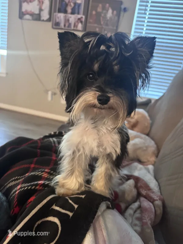 Ollie – Yorkshire Terrier puppy for sale in New Braunfels, TX