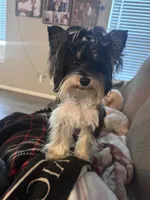Ollie, a male Yorkshire Terrier for sale in New Braunfels, TX – 3 of 3