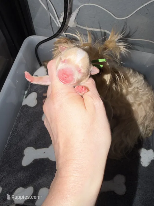 CKC Blonde Parti  – Yorkshire Terrier puppy for sale in New Braunfels, TX