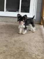 Ollie, a male Yorkshire Terrier for sale in New Braunfels, TX – 2 of 3