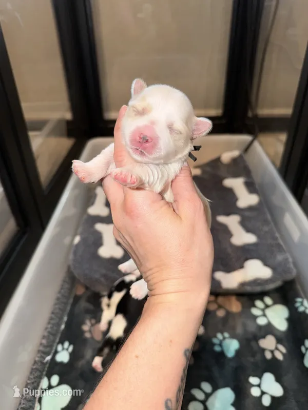 CKC extreme blonde Parti  (black collar) – Yorkshire Terrier puppy for sale in New Braunfels, TX