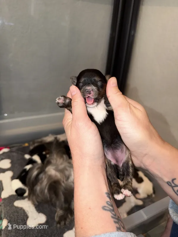 TINY CHARTing 4.5 pounds (LIGHT PINK COLLAR) – Yorkshire Terrier puppy for sale in New Braunfels, TX