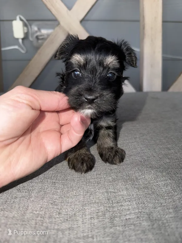 Blue collar  – Yorkshire Terrier puppy for sale in New Braunfels, TX