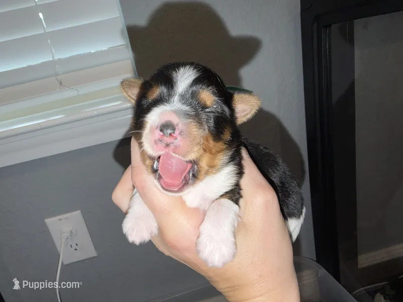 Aqua collar  – Yorkshire Terrier puppy for sale in New Braunfels, TX