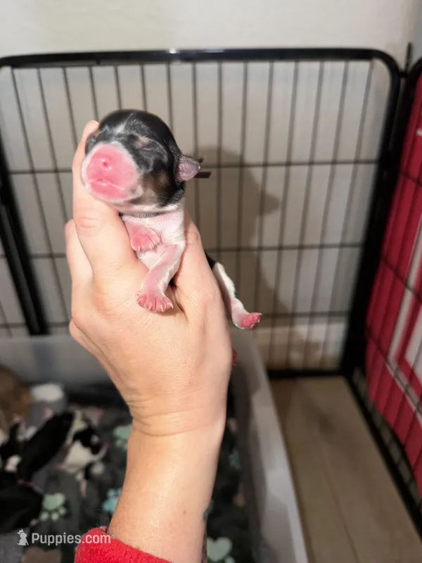 Grey collar  – Yorkshire Terrier puppy for sale in New Braunfels, TX
