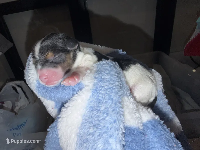 CKC reg Yellow Collar Male Parti – Yorkshire Terrier puppy for sale in New Braunfels, TX