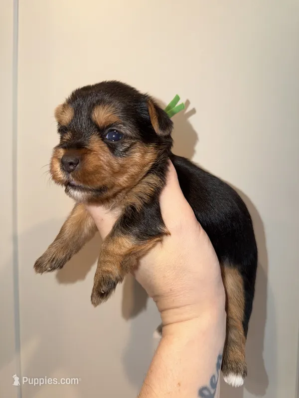 Traditional green collar  – Yorkshire Terrier puppy for sale in New Braunfels, TX