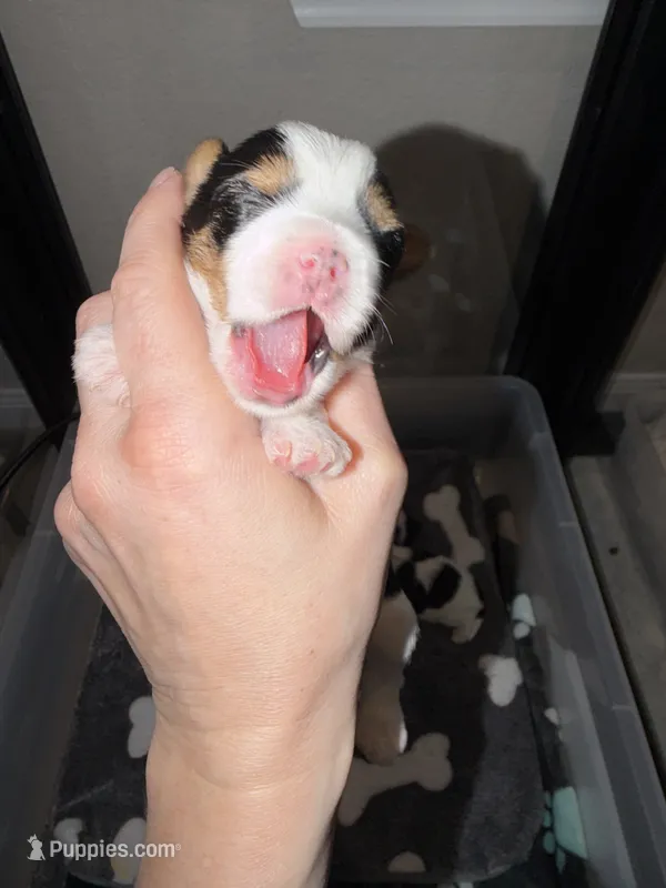 CKC REG RED COLLAL PARTI  – Yorkshire Terrier puppy for sale in New Braunfels, TX