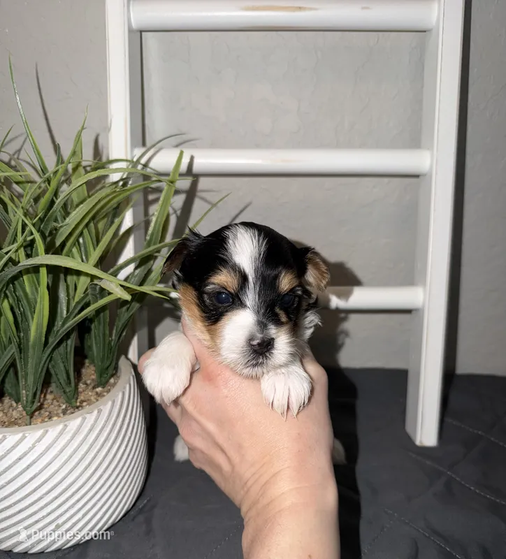 Ckc  male (green collar) – Yorkshire Terrier puppy for sale in New Braunfels, TX