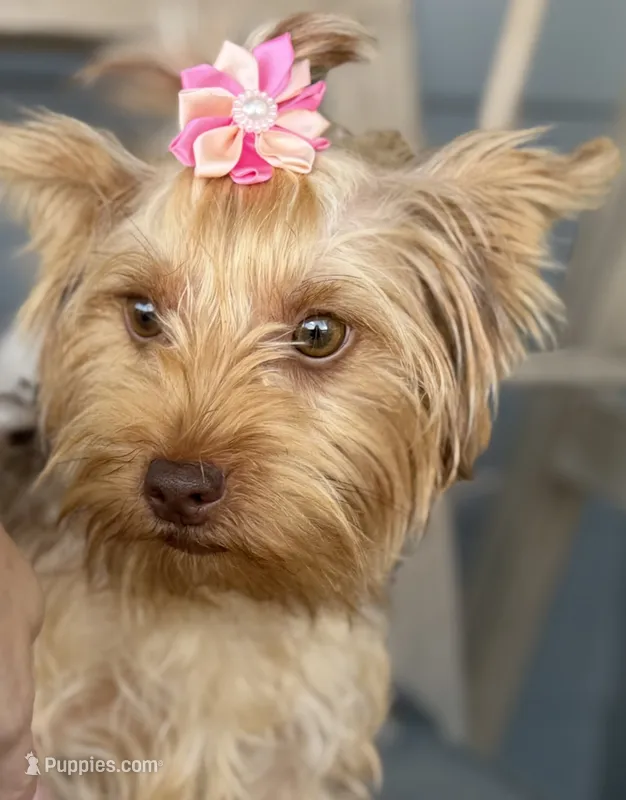 Akc chocolate  – Yorkshire Terrier puppy for sale in New Braunfels, TX