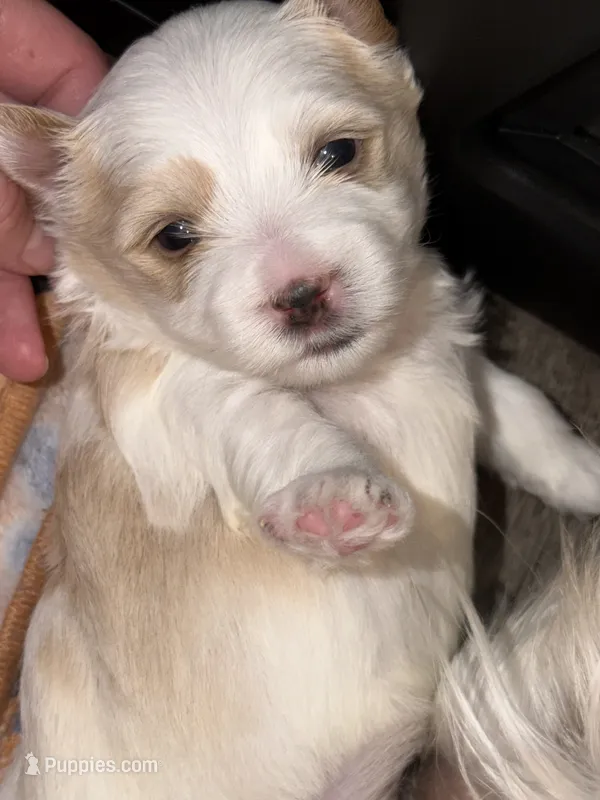 CKC extreme blonde Parti  (black collar) – Yorkshire Terrier puppy for sale in New Braunfels, TX