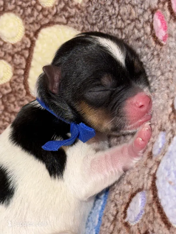 CKC REG Blue collar Male Parti – Yorkshire Terrier puppy for sale in New Braunfels, TX