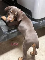 June, a female Doberman Pinscher for sale in Charlotte, MI – 1 of 3