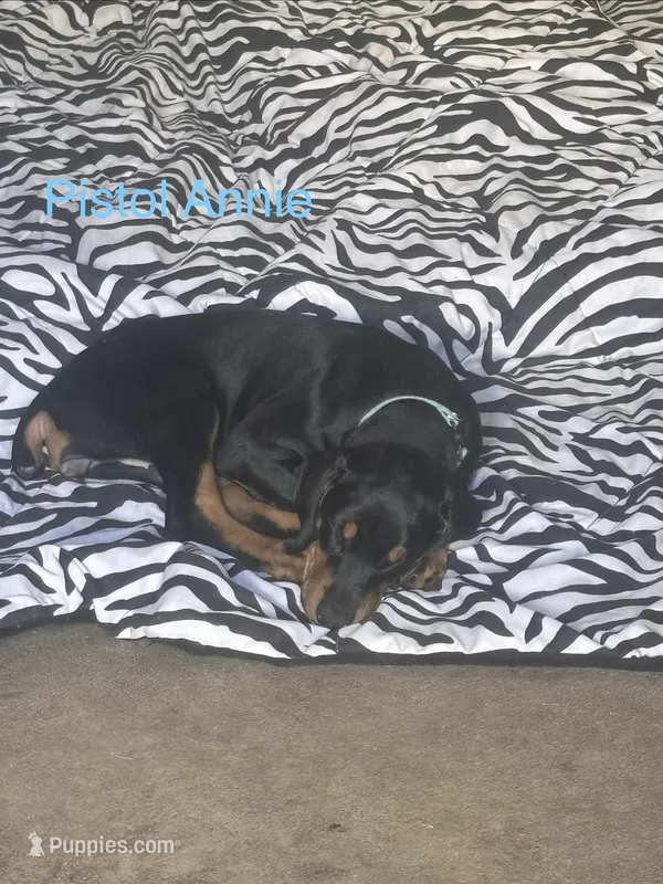 Little Pistol Annie – Doberman Pinscher puppy for sale in Charlotte, MI