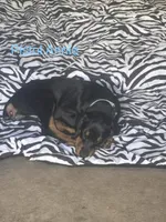 Little Pistol Annie, a female Doberman Pinscher for sale in Charlotte, MI – 1 of 3