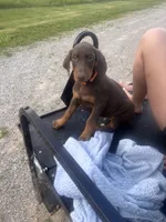 Buck, a male Doberman Pinscher for sale in Charlotte, MI – 3 of 4