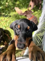 Reba, a female Doberman Pinscher for sale in Charlotte, MI – 2 of 4