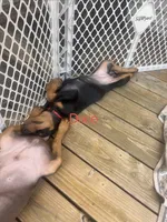 Dixie, a female Doberman Pinscher for sale in Charlotte, MI – 1 of 3