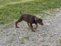 Buck, a male Doberman Pinscher for sale in Charlotte, MI – 4 of 4